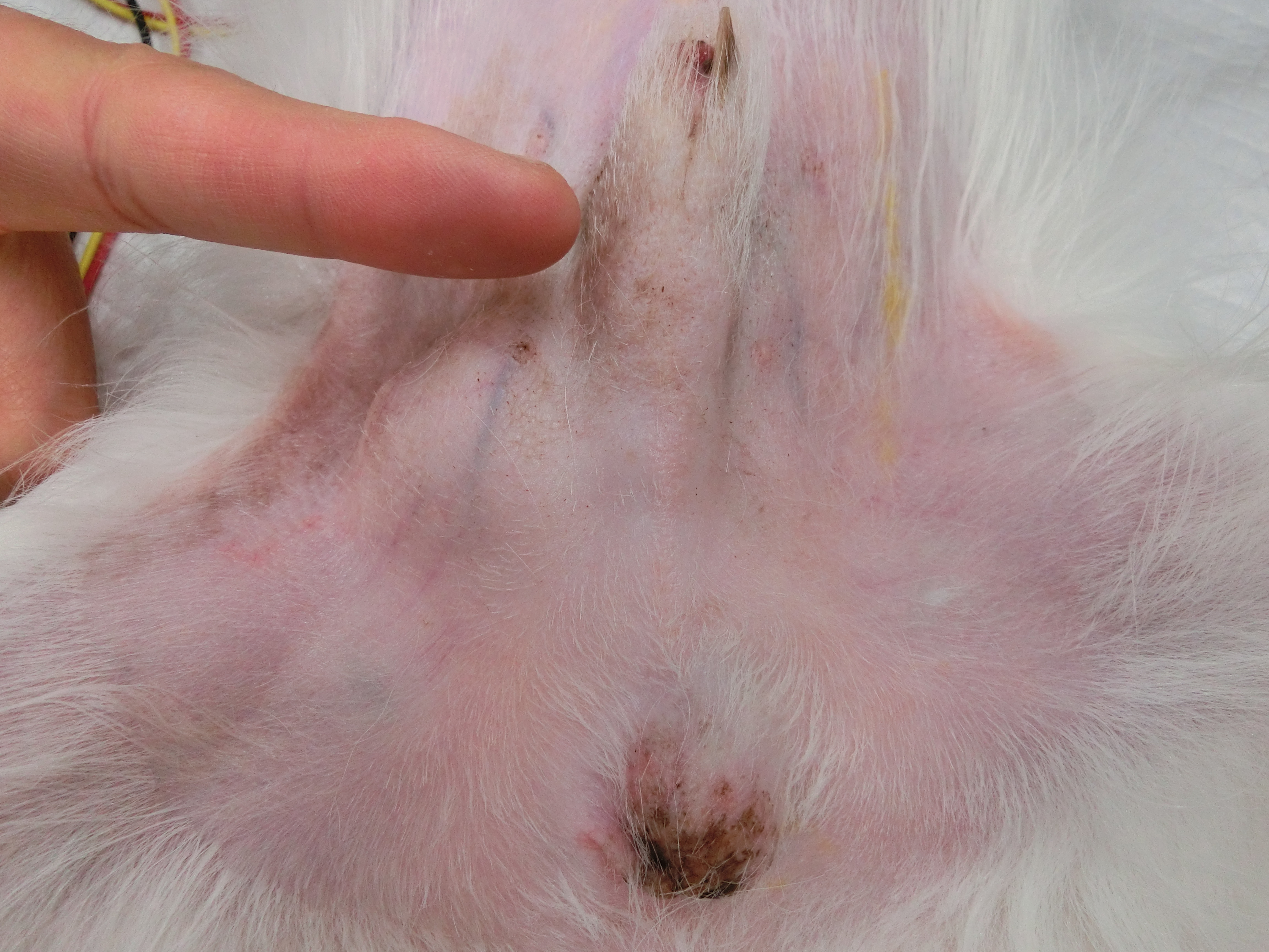 15 02 精巣腫瘍 名古屋市昭和区の桜山動物病院は土日 祝日も診療 ペットホテルの動物病院