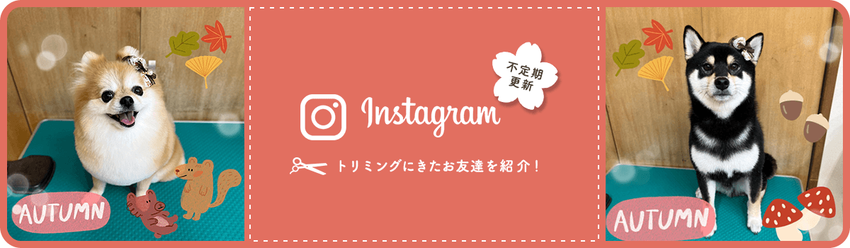 Instagram トリミングにきたお友達を紹介！ 不定期更新