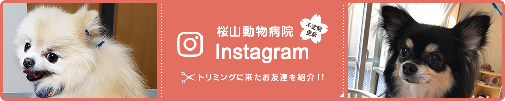 桜山動物病院インスタグラムへリンク