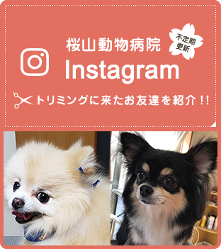 桜山動物病院インスタグラムへリンク