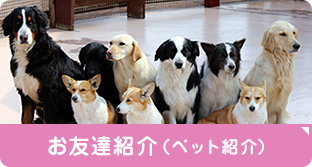 お友達紹介（ペット紹介）へリンク